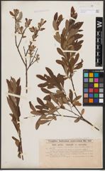 Salix aurita L. x Salix viminalis L.